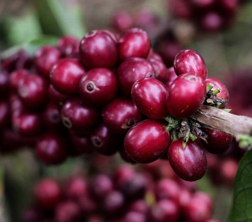 Zona Cafetera de Colombia - Granos de cafe